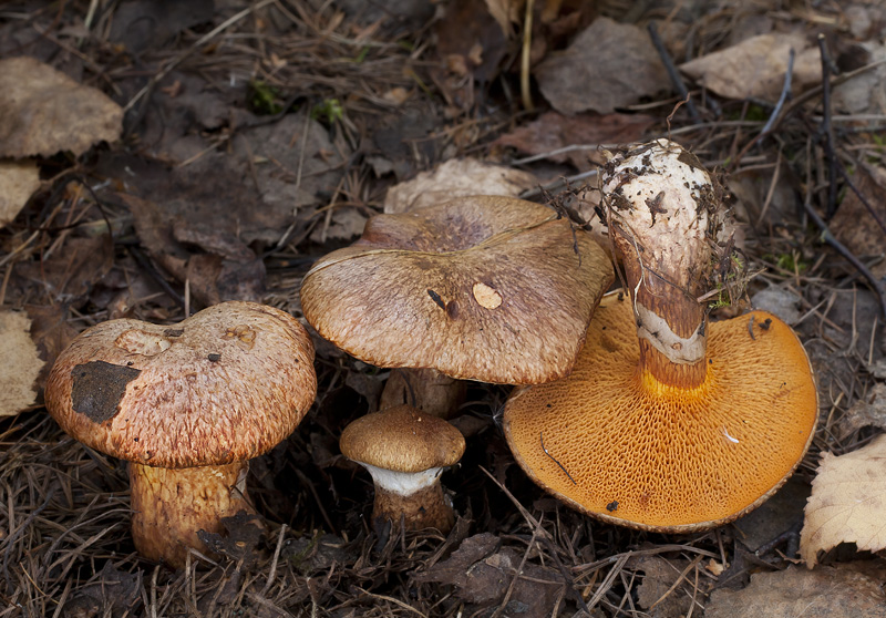 Suillus tridentinus